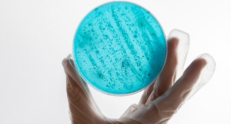 Controle e Monitoramento de Salmonella em estabelecimentos av�colas