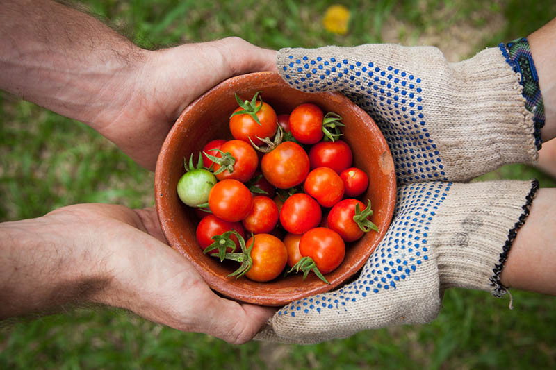 agricultura